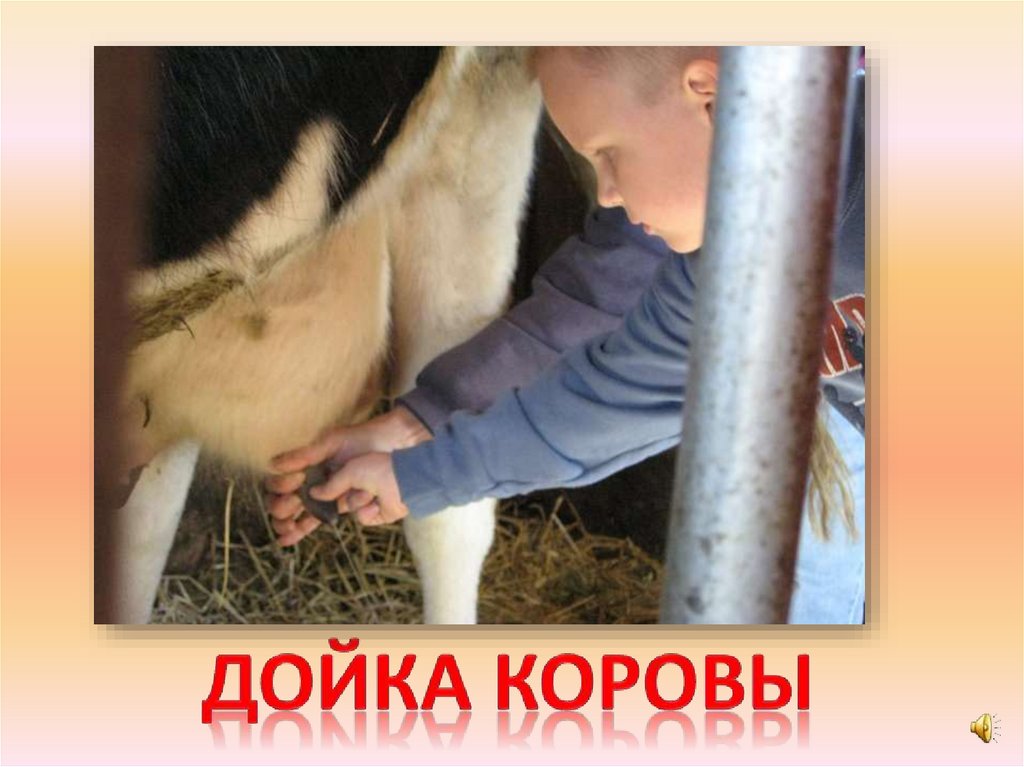 Дойка коровы