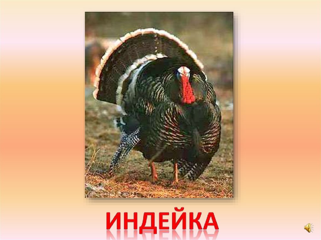 индейка