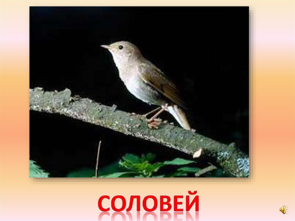 соловей