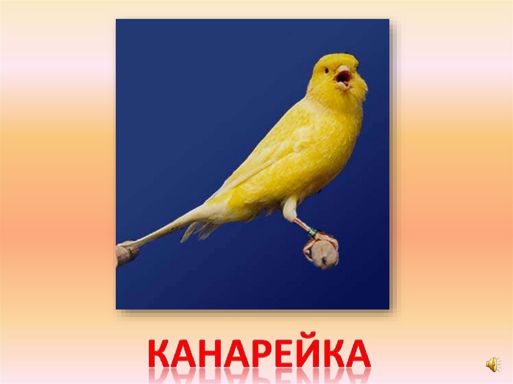 канарейка