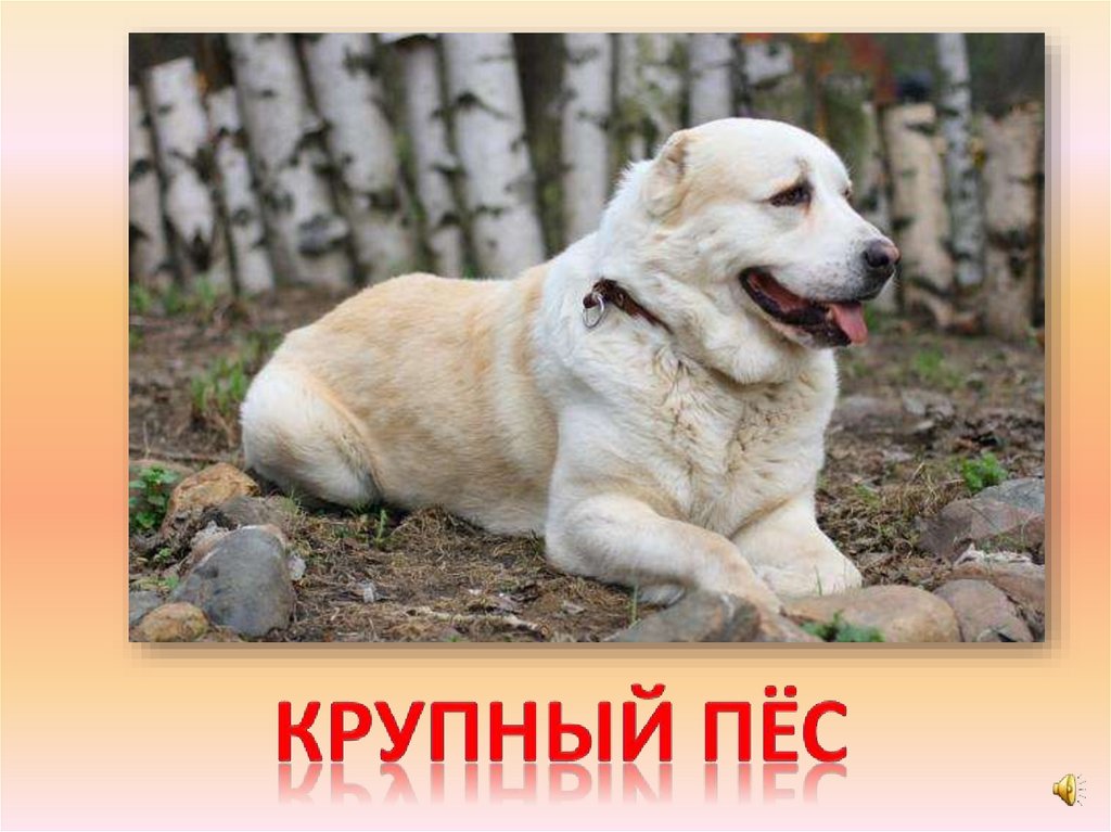 Крупный пёс