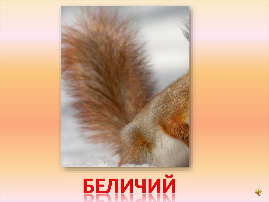 беличий