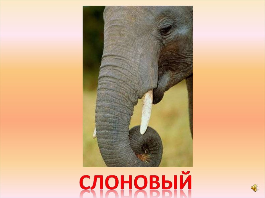 слоновый