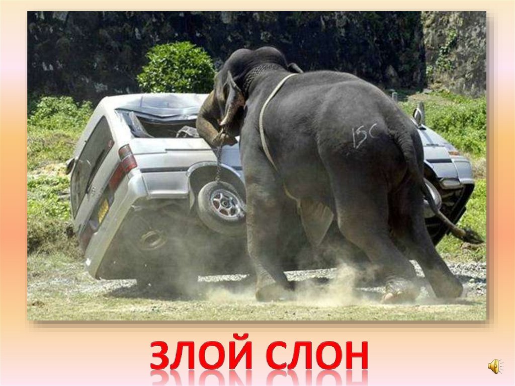 Злой слон