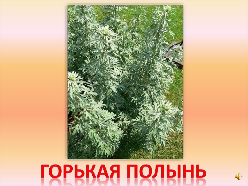 Горькая полынь