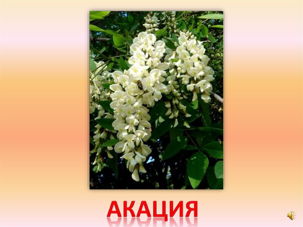 акация