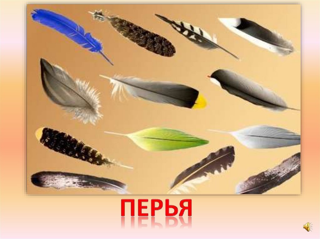 перья