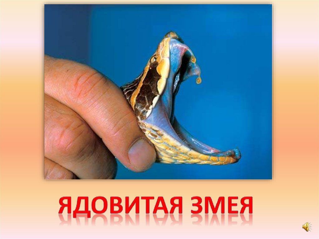 Ядовитая змея