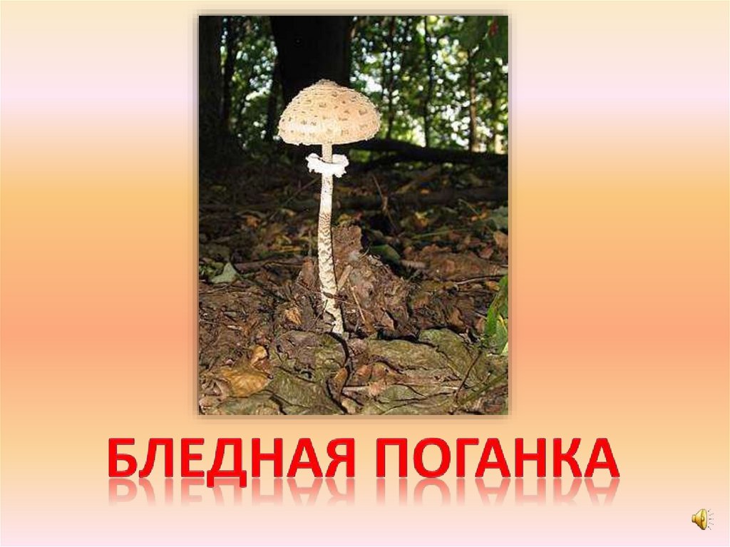 Бледная поганка