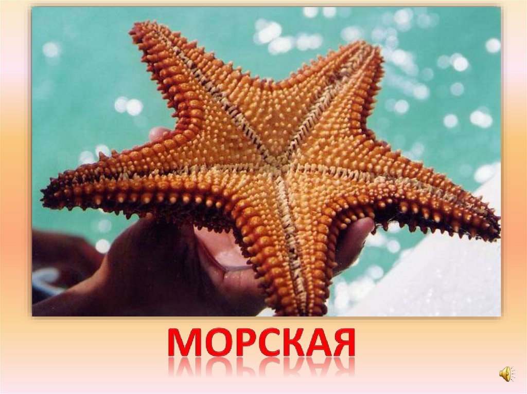 морская