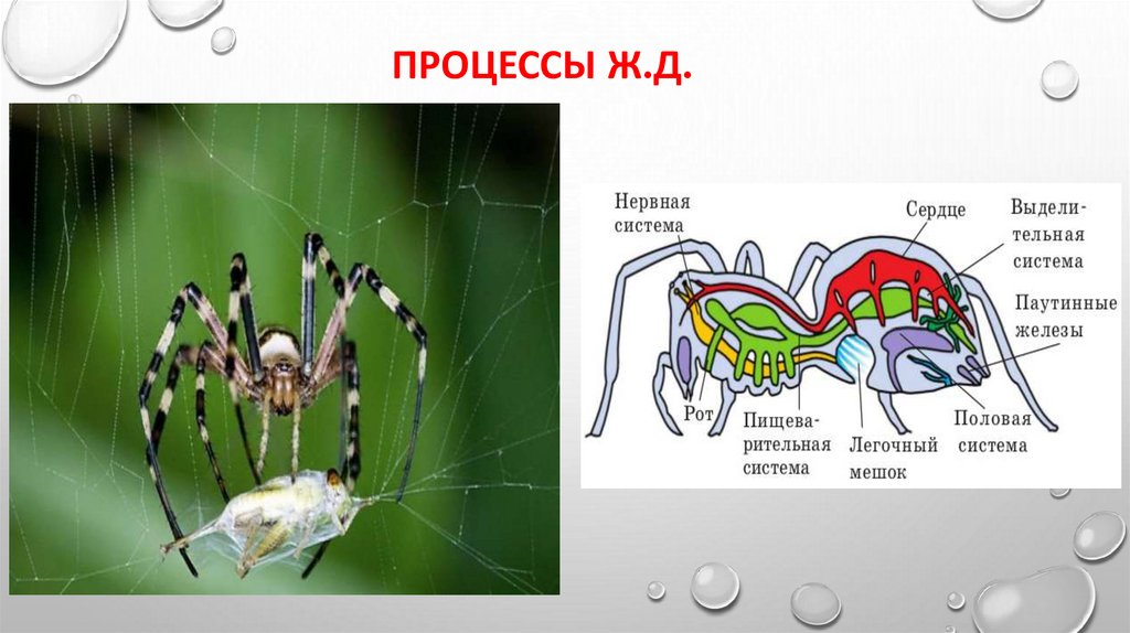 Процессы ж.д.