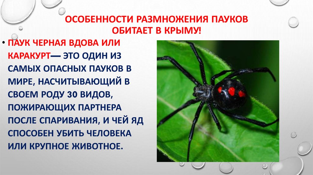 Особенности размножения пауков обитает в Крыму!
