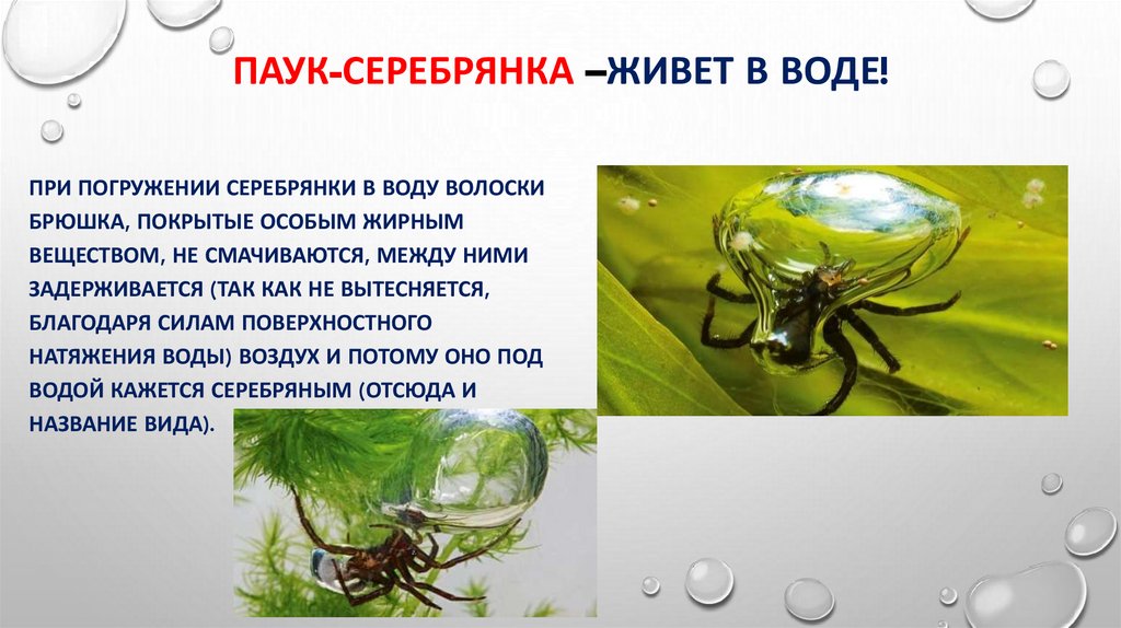 Паук-серебрянка –Живет в воде!