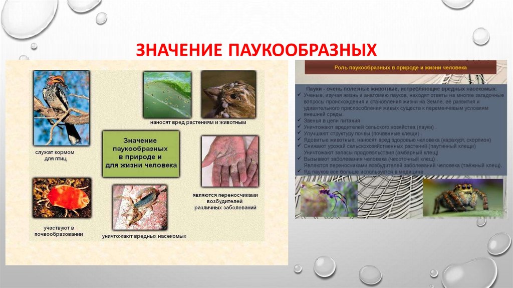 Значение паукообразных