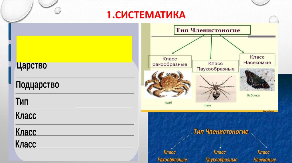 1.систематика