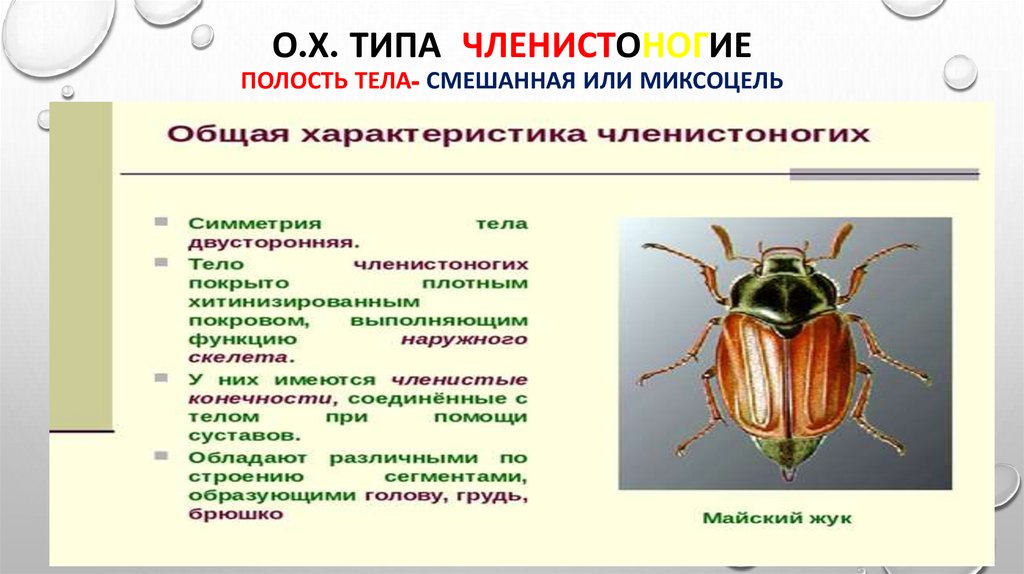О.Х. типа членистоногие полость тела- смешанная или миксоцель