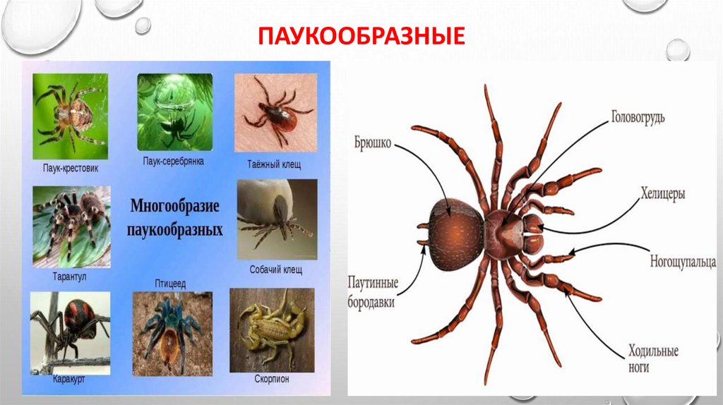 паукообразные