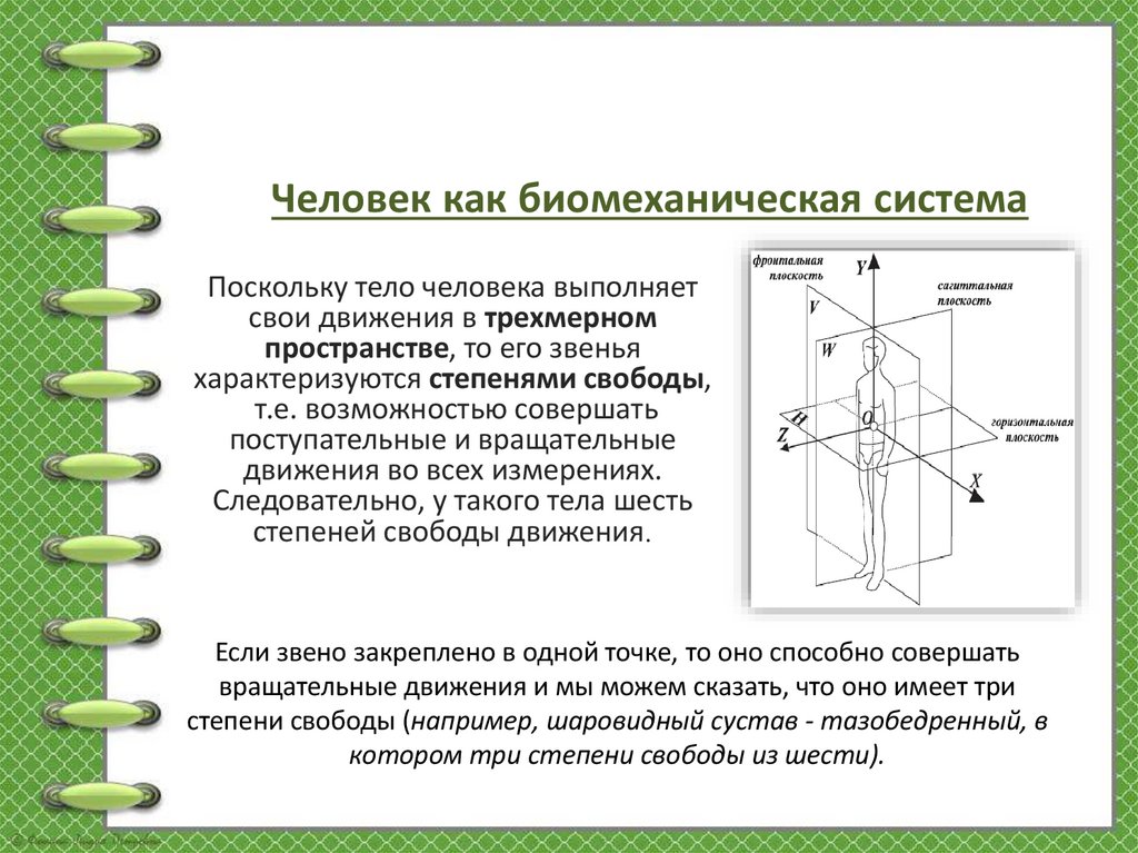 Поскольку тело человека выполняет свои движения в трехмерном пространстве, то его звенья характеризуются степенями свободы,