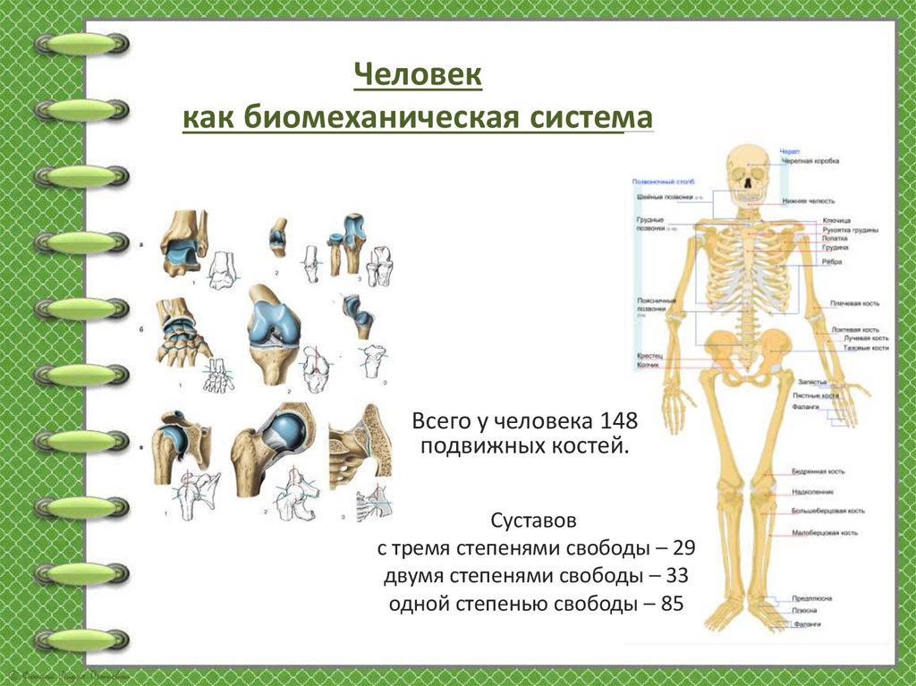 Всего у человека 148 подвижных костей.