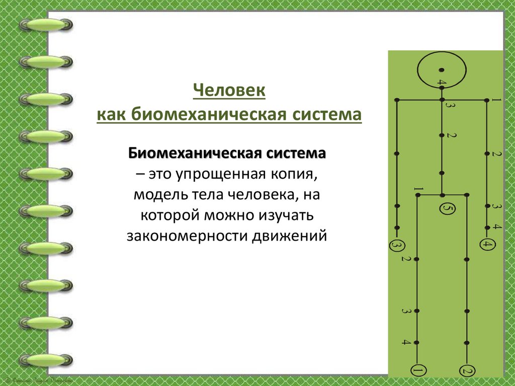 Биомеханическая система – это упрощенная копия, модель тела человека, на которой можно изучать закономерности движений