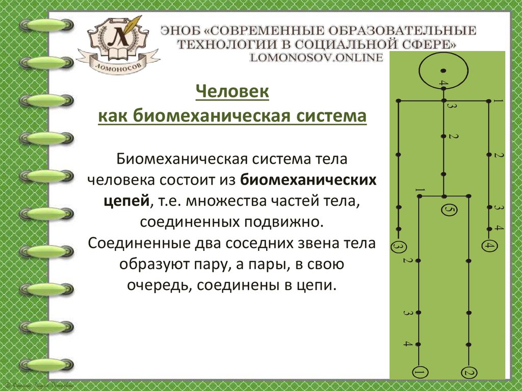 Биомеханическая система тела человека состоит из биомеханических цепей, т.е. множества частей тела, соединенных подвижно.