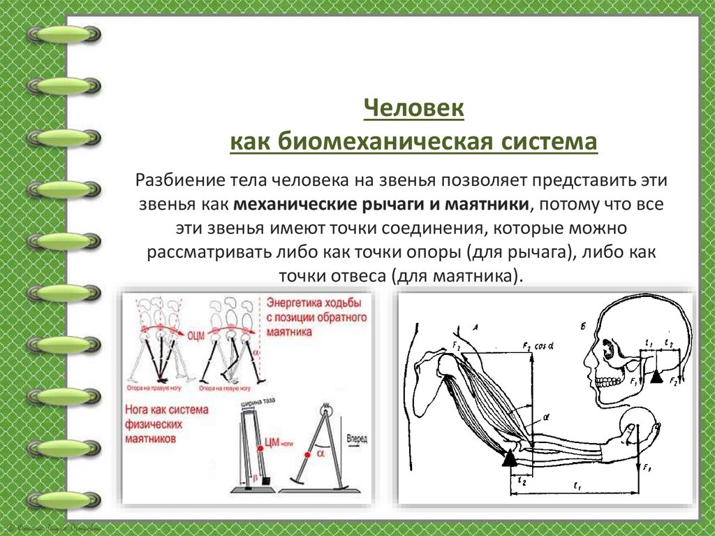 Разбиение тела человека на звенья позволяет представить эти звенья как механические рычаги и маятники, потому что все эти