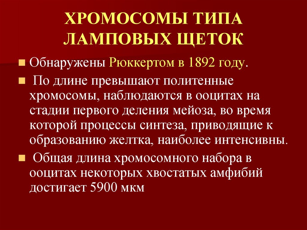 ХРОМОСОМЫ ТИПА ЛАМПОВЫХ ЩЕТОК