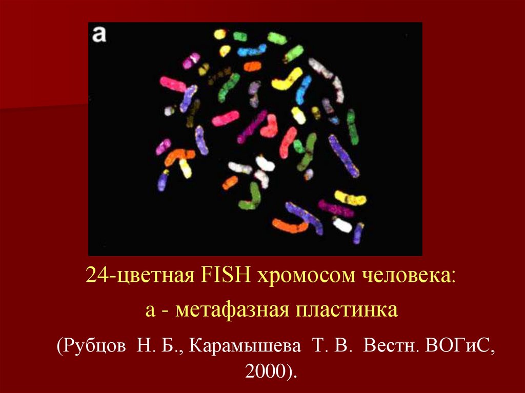 24-цветная FISH хромосом человека: a - метафазная пластинка (Рубцов  Н. Б., Карамышева  Т. В.  Вестн. ВОГиС, 2000).