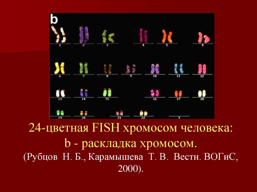24-цветная FISH хромосом человека: b - pаскладка хромосом. (Рубцов  Н. Б., Карамышева  Т. В.  Вестн. ВОГиС, 2000).