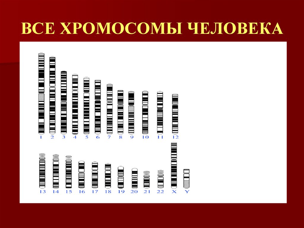 ВСЕ ХРОМОСОМЫ ЧЕЛОВЕКА