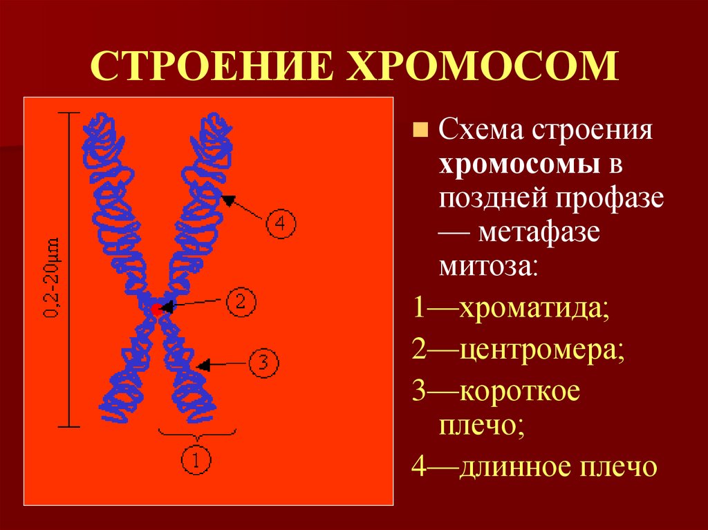 СТРОЕНИЕ ХРОМОСОМ