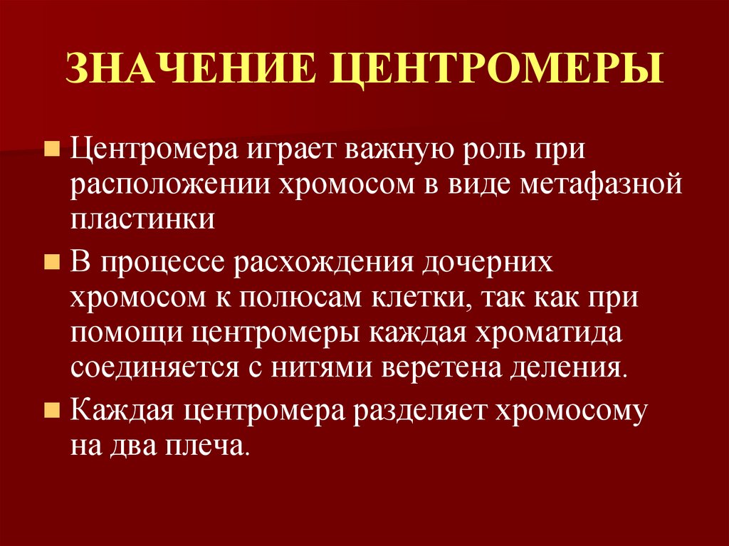 ЗНАЧЕНИЕ ЦЕНТРОМЕРЫ