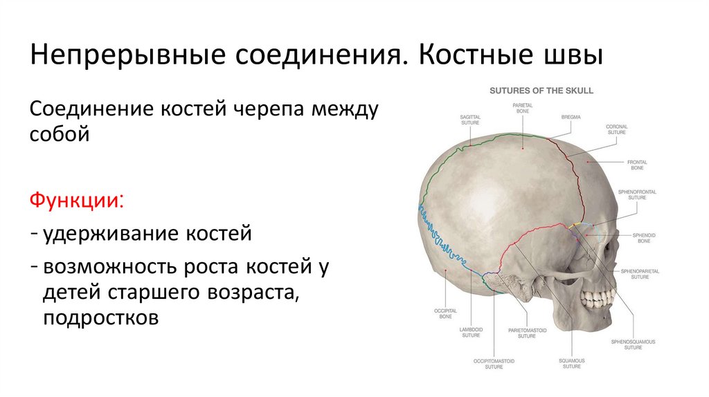 Непрерывные соединения. Костные швы