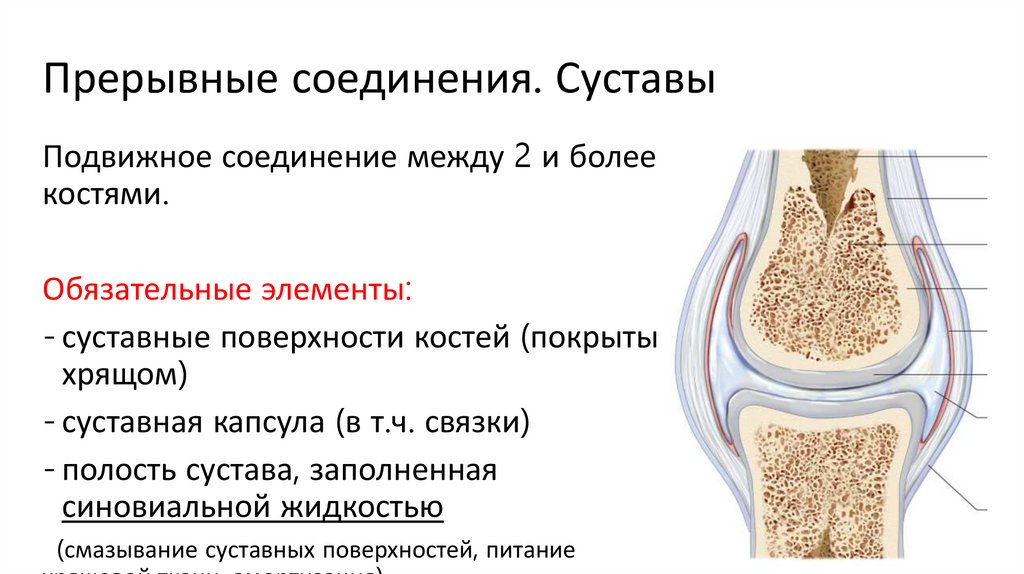 Прерывные соединения. Суставы