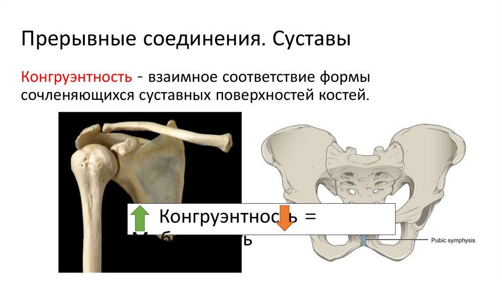 Прерывные соединения. Суставы