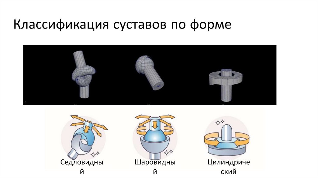 Классификация суставов по форме