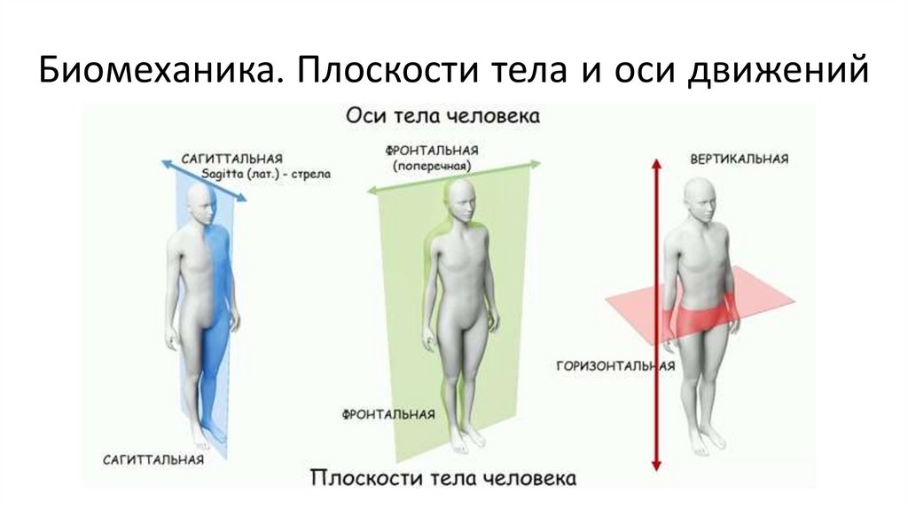 Биомеханика. Плоскости тела и оси движений