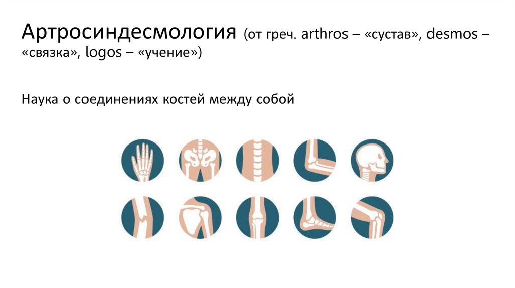 Артросиндесмология (от греч. arthros – «сустав», desmos – «связка», logos – «учение»)