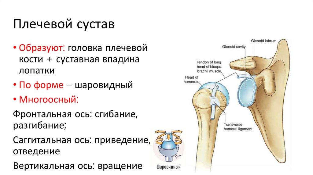 Плечевой сустав