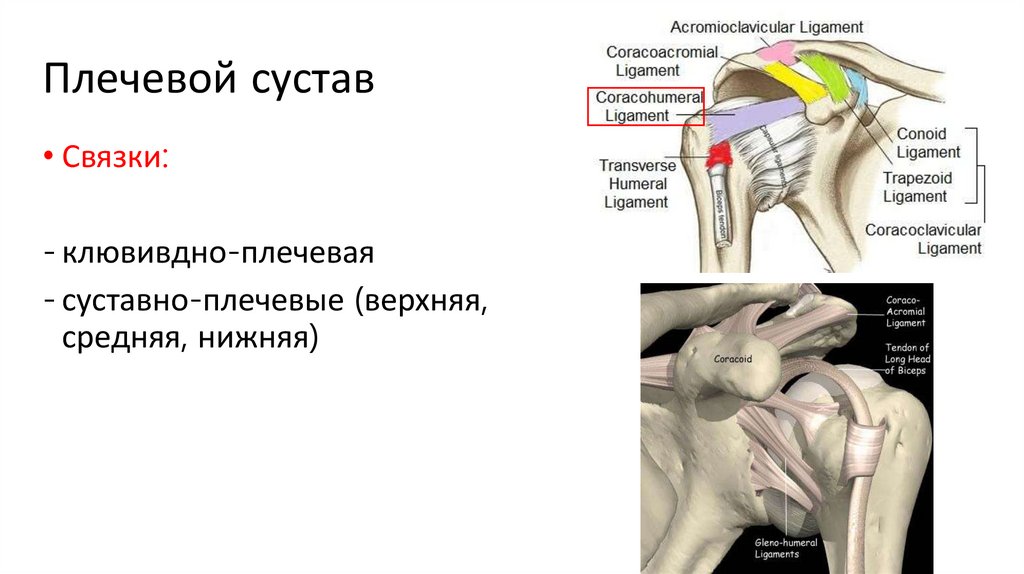 Плечевой сустав
