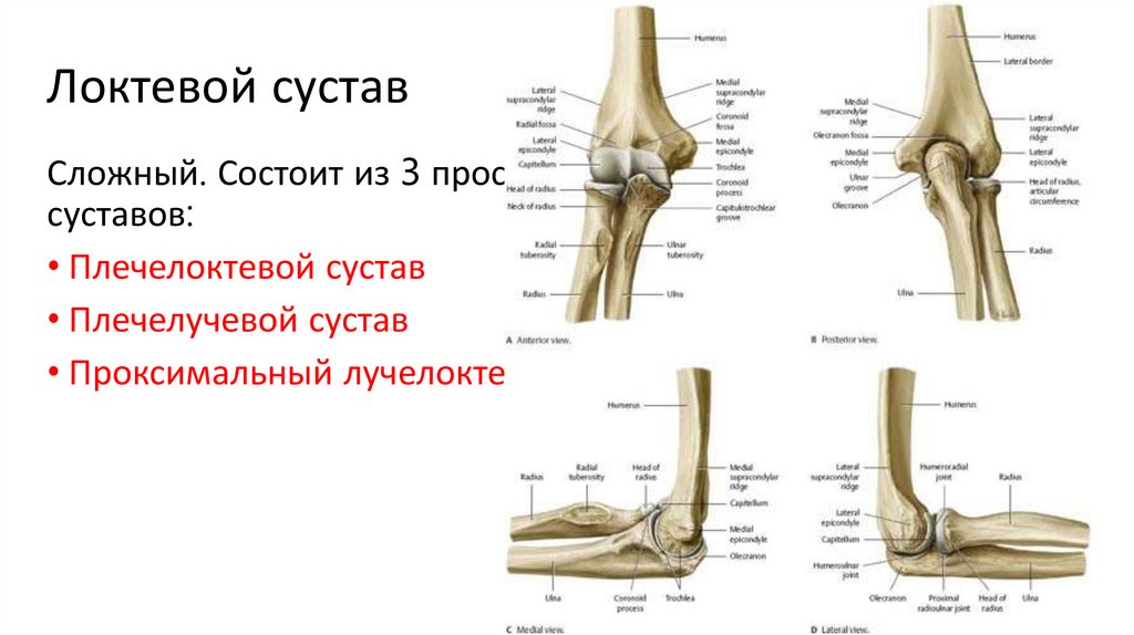 Локтевой сустав
