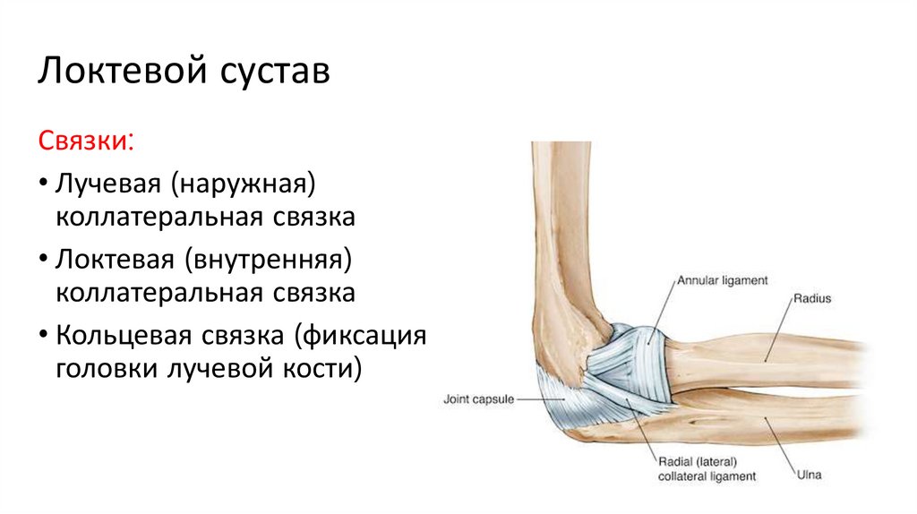Локтевой сустав