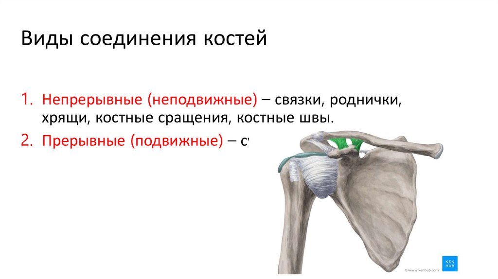 Виды соединения костей