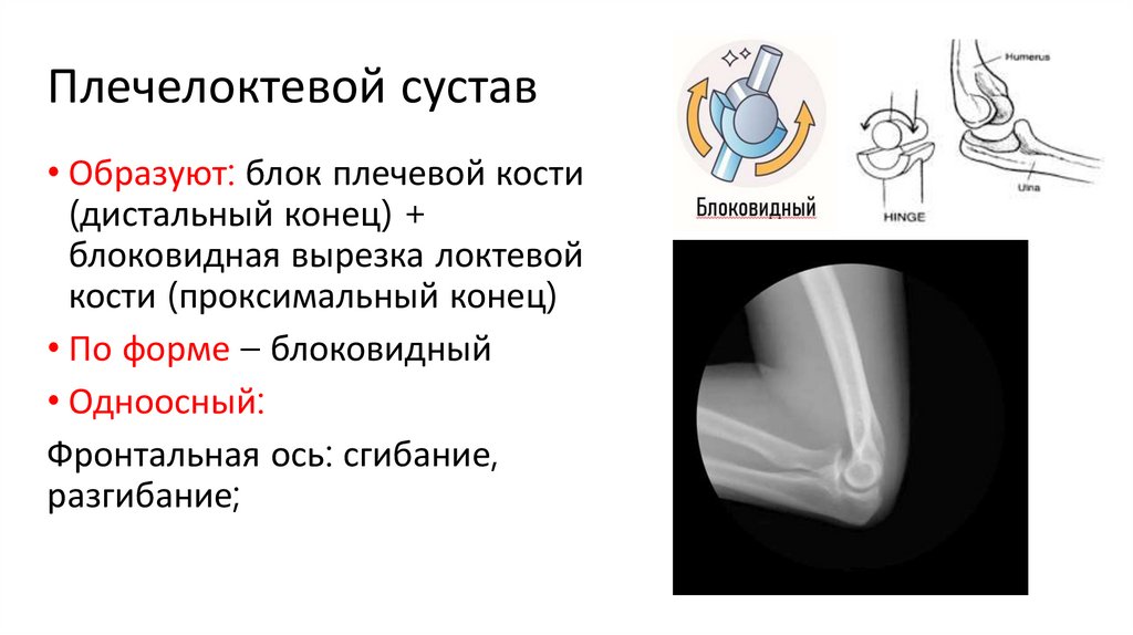 Плечелоктевой сустав