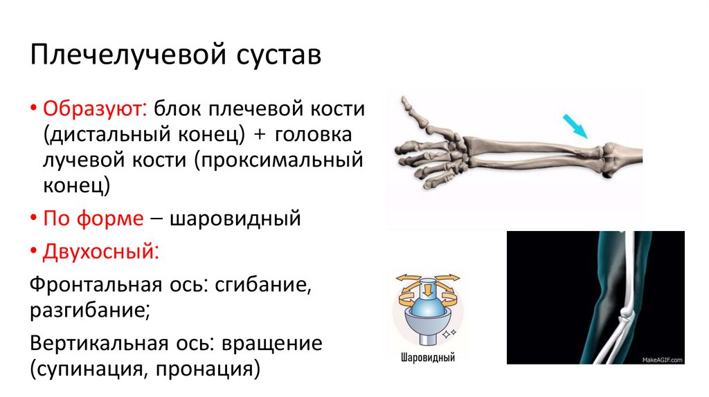 Плечелучевой сустав
