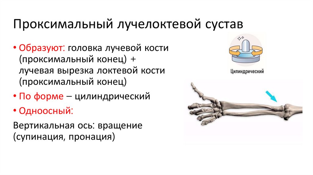 Проксимальный лучелоктевой сустав