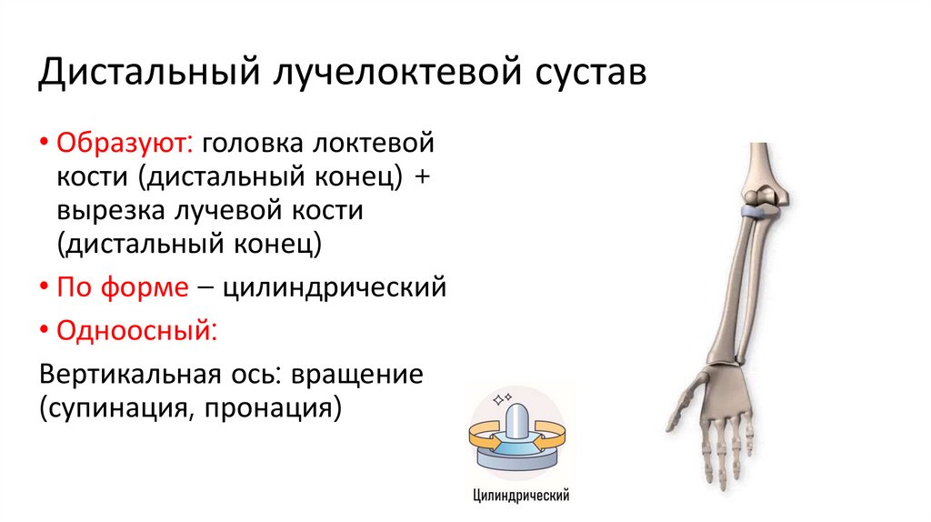 Дистальный лучелоктевой сустав