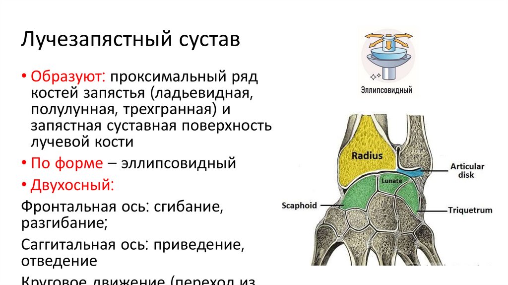 Лучезапястный сустав