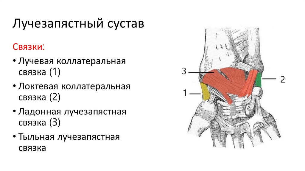 Лучезапястный сустав