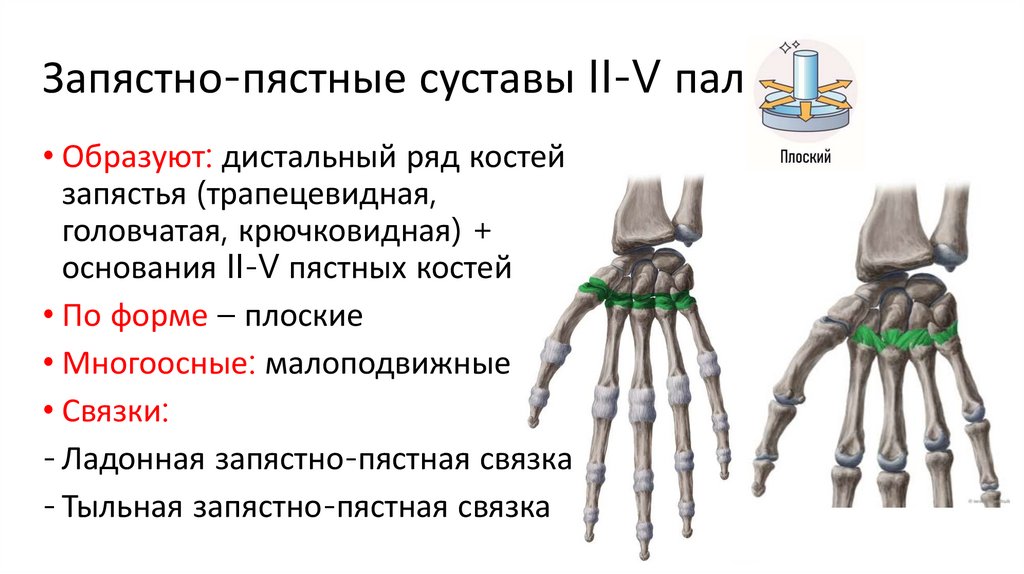 Запястно-пястные суставы II-V пальцев